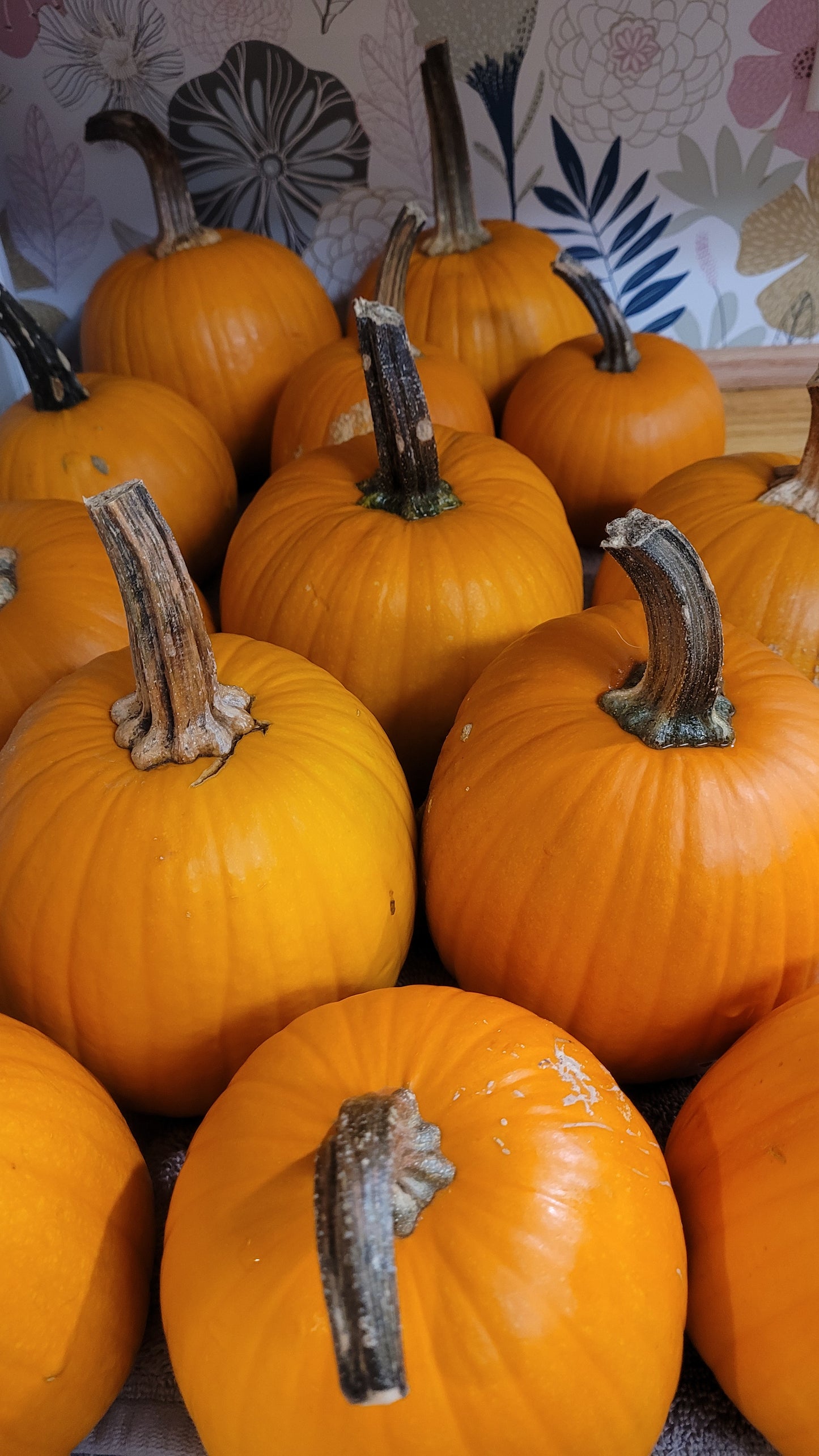 Hey Pumpkin